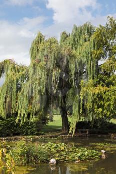 Enchantingly beautiful park-garden Sigurta. Shallow pond, weeping willows and lily