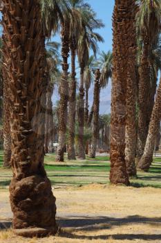 Palm avenue in the oasis Furnace Creek in Death Valley