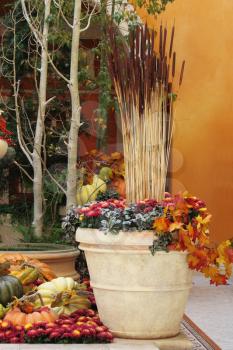 Winter garden in a lobby of magnificent hotel. A harvesting holiday: baskets and vases with multi-colored pumpkins, flowers and autumn leaves