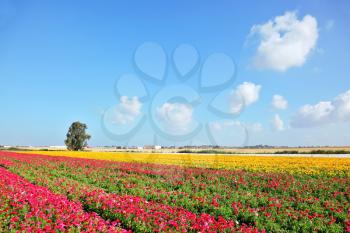 Spring in Israel. Wonderful scenic fields blooming with colorful garden buttercups