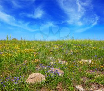 Picturesque carpet of spring flowers and fresh grass. Israel. The legendary Golan heights in a fine sunny day