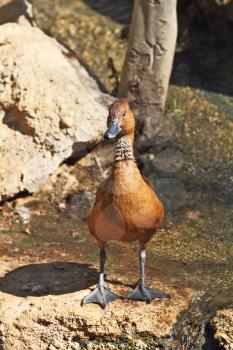 Magnificent animals in the Israeli zoo Safari. A gold duck