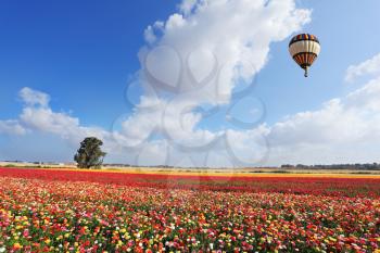 The bright striped balloon flies over a field of multi-colored garden buttercups. Spring day in Israel