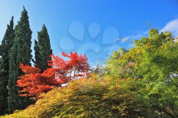 The famous Garden Park Sigurta in Italy. A colorful shrubs with red, yellow and green leaves