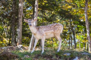 Charming spotty deer on a forest glade in sunny day. Wild animals in the Rocky Mountains of Canada