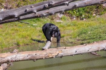  Magnificent huge black bear resting near the lake on a sunny day. Wild animals in the Rocky Mountains of Canada