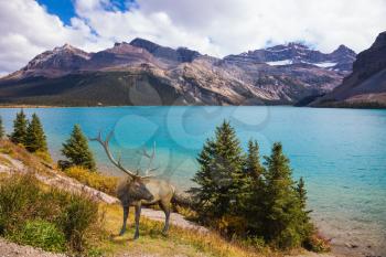 Rocky Mountains of Canada. Red deer on the bank of azure lake 