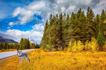 The lush colorful Golden Autumn in the Rocky Mountains of Canada. Great Polar wolf in the woods