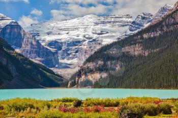 Flowers on the bank of glacial Lake Louise. The emerald water of the lake surrounded by mountains, glaciers and pine forests. Banff National Park, Rocky Mountains, Canada