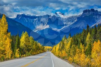  Majestic mountains and glaciers on the background of cloudy sky. Canadian Rockies, Banff National Park in the autumn. Bright yellow aspen and birch beside the highway