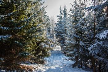 In the snow-covered coniferous wood a narrow glade for a skiing run. Christmas forest in the snow