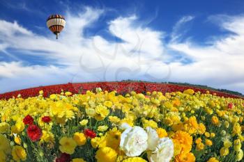 Wonderful spring mood, nice big balloon flies over the field. The huge field of red and orange buttercups. The picture was taken Fisheye lens