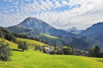 Swiss Alps. Green alpine meadow on a hillside and surrounded by pine forests