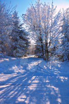 The Winter's Tale. Sunny morning of Christmas in a snowy forest