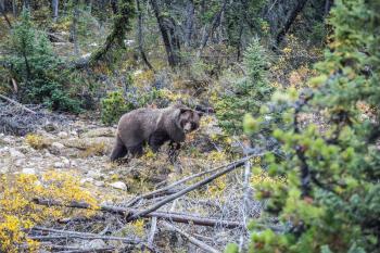 Big brown bear looking for nuts, roots, tubers and stems of grasses. Autumn forest in Jasper National Park, Canada