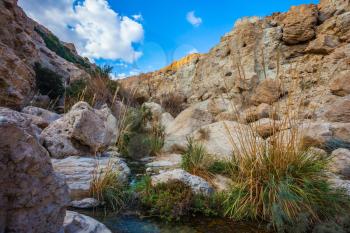 The stream of cold clear water flows on the beautiful gorge of Ein-Gedi, Israel. Typical Middle Eastern landscape