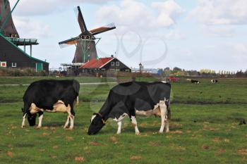 Charming Dutch pastoral. Cows grazing on lush grass not far from the windmills.