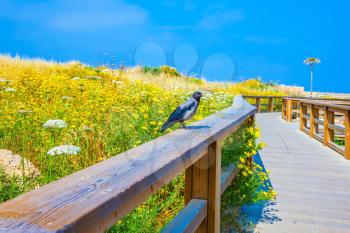  On a handrail the gray crow sits. Wooden path with handrail among the blossoming meadows