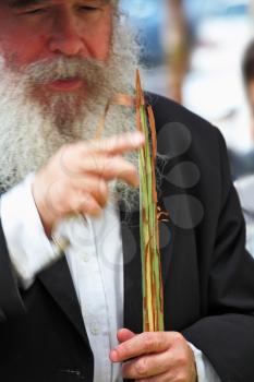 Bnei Brak - September 22: An old orthodox Jew with a white beard chooses ritual plant Lula before Sukkot September 22, 2010 in Bnei Brak, Israel
