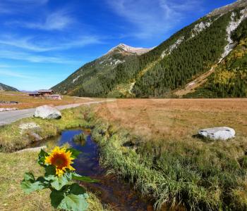 At a stream the sunflower grew. Hillsides picturesque alpine valley covered with thick coniferous forest. Quick stream of clear water flowing in the middle of the canyon.