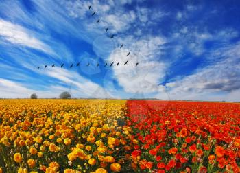 Flock of cranes flying over flowering field. Blooming red and yellow buttercups in spring in Israel