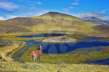 National Park Torres del Paine. Dreamland Patagonia. Blue water grassy lake, on a hill stands a beautiful guanaco