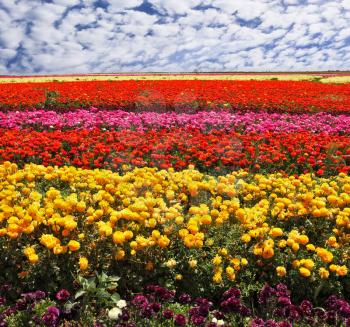  Flowers planted with broad bands of bright colors - red, yellow, pink and purple. Field of multi-colored decorative buttercups Ranunculus Bloomingdale