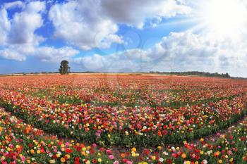 Boundless kibbutz field sown with flowers. The magnificent garden buttercups in Israel