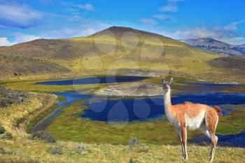 Dreamland Patagonia. Blue water grassy lake, on  hill stands beautiful guanaco. National Park Torres del Paine in Chile
