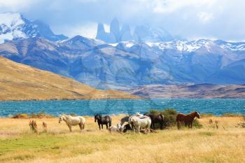 Fabulous lake in the mountains. Ashore are grazed herd of horses of different colors. South American Andes. Park Torres del Paine in Chile