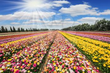 The sun's rays shine from cumulus clouds. The flowering buttercups. Flower kibbutz near Gaza Strip