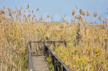  The narrow bridge to go among the marsh grass. Hula Nature Reserve, Israel, December. Lake Hula is a wintering place for migratory birds