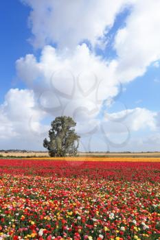 Spring in Israel. Fields of buttercups blooming garden with colorful and picturesque a huge cloud over the field