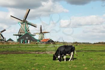  Cows grazing on lush grass not far from the windmills. Charming Dutch pastoral