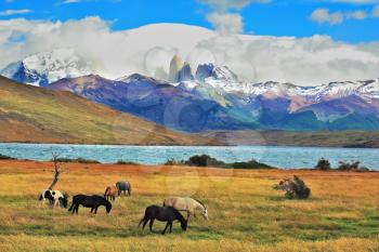  On the horizon, towering cliffs Torres del Paine.  Gray and black horse grazing in a meadow near the lake