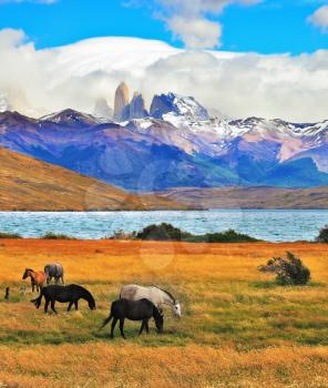 On the horizon, towering cliffs Torres del Paine. Beautiful thoroughbred horse grazing in a meadow near the lake