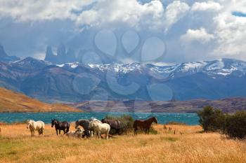 Chilean Andes. Fabulous lake Laguna Azul. In the distance visible rocks Torres del Paine. 
On the lake herd of horses grazing