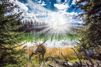 The morning sun brightly lights a landscape. Proud deer antlered worth the early morning on the lake. The lake reflects multi-colored autumn forest