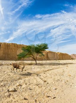 Mountain goat grazing in the dry tree. Hot winter in the desert near the Red Sea in Israel