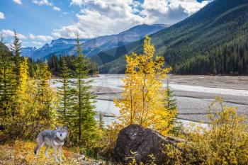 Autumn reduction of water in the river. The picturesque valley in Jasper National Park