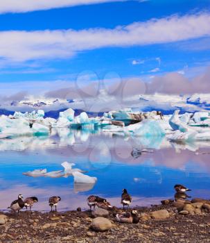 Jökulsárlón Glacial Lagoon in Iceland. Clouds, ice floes floating in the ocean, and polar birds recorded in the ocean lagoon