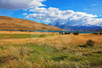Chilean Andes. Fabulous lake Laguna Azul. On the lake herd of horses grazing.  Distance are seen three rocks Torres del Paine