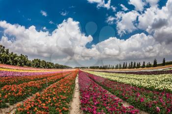 The huge field of garden buttercups growing bright stripes. Spring flowering buttercups. Israeli kibbutz in the south