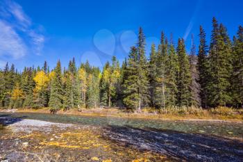 Sunny autumn day in the Canadian Rockies. Dry creek in a mountain valley Banff park