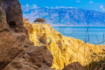 Mountain goat down from the ledge. The ancient mountains about the Dead Sea at sunset