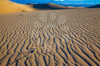 Bright sunny morning in a picturesque part of Death Valley, USA. Mesquite Flat Sand Dunes. Sand dunes are covered with small ripples