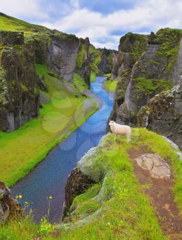  The picturesque canyon  Fjadrargljufur, green grass of rocks and blue ribbon of the river. Dreamland Iceland