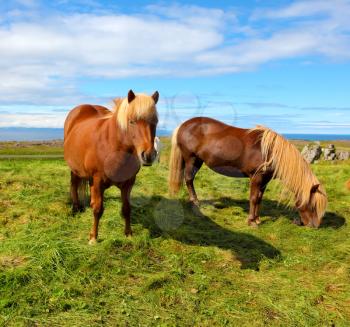 Two Icelandic horses with yellow  manes on a free pasture. Summer in Iceland