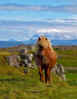  Farmer sleek bay horse. Beautiful horse grazing in a meadow near the farm. Iceland in July