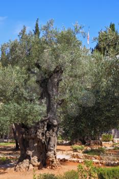 Small garden of Gethsemane at the foot of the Mount of Olives. Location prayer of Jesus on the night of his arrest